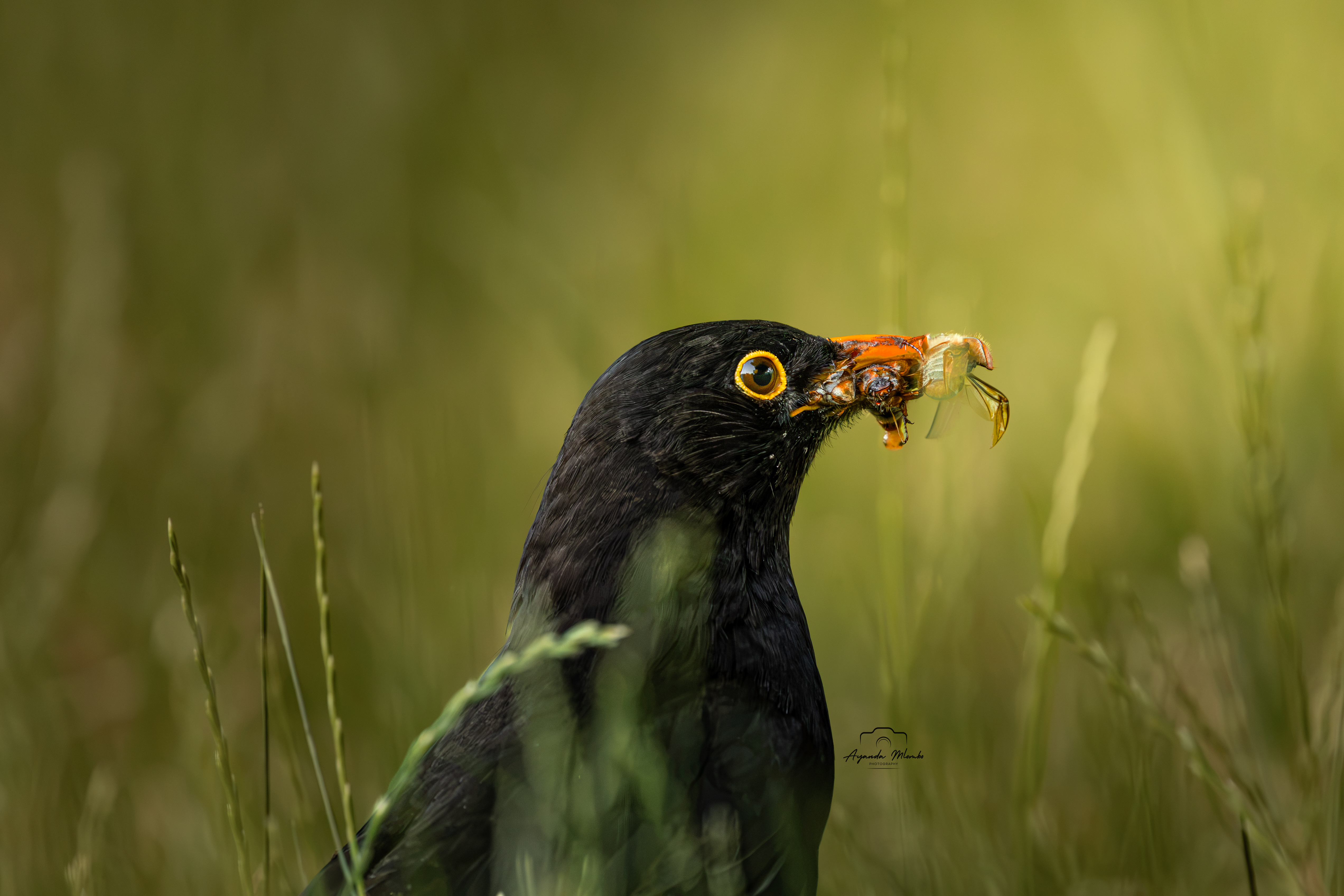 Common Blackbird